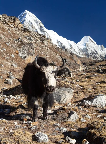 Yak Noir Bos Grunniens Bos Mutus Sur Chemin Camp Base — Photo