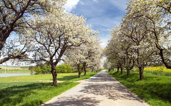 Kiraz Ağaçları Beyaz Güzel Manzara Çiçekli Sokak — Stok fotoğraf