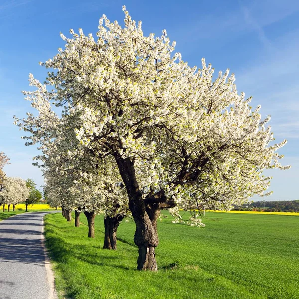 Güzel Çiçekli Ağaç Yol Kiraz Ağaçları Sokak — Stok fotoğraf
