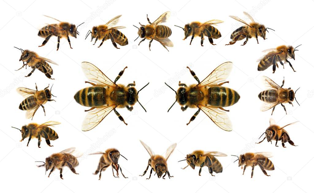 group of bee or honeybee in Latin Apis Mellifera, european or western honey bees isolated on the white background, golden honeybees