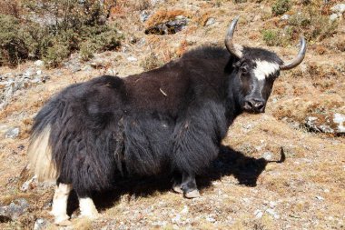 Everest Ana kampı - Nepal giderken siyah yak (Bos grunniens veya Bos mutus)