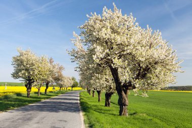 Güzel çiçekli ağaç ve yol kiraz ağaçları sokak