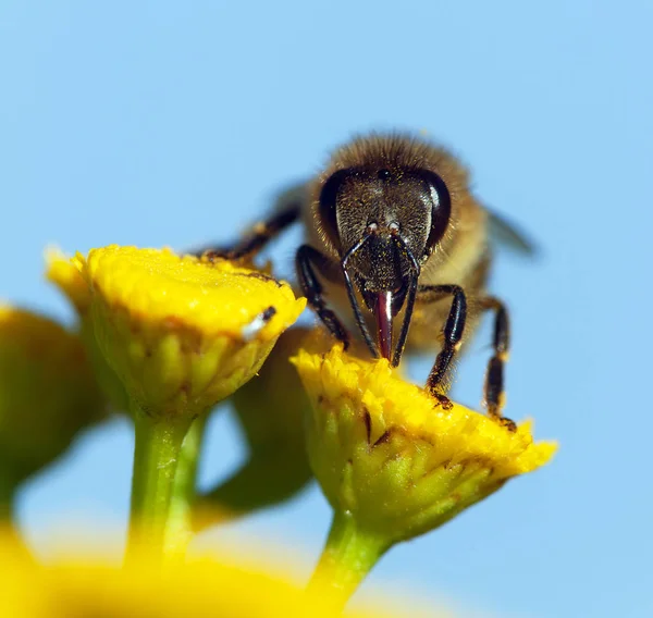 Detalj Bee Eller Honungsbinas Latin Apis Mellifera Europeiska Eller Västra — Stockfoto