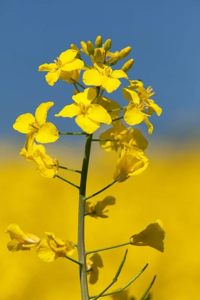 Détail Floraison Champ Colza Colza Colza Latin Brassica Napus Plante — Photo