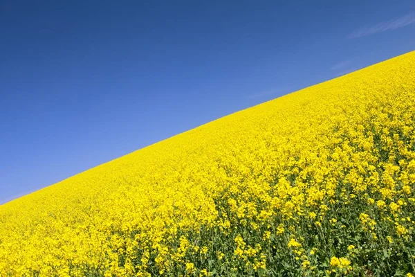 菜の花 菜種や菜種 田舎道と明確な空 菜種ラテン ナタネの分野はグリーン エネルギー グリーン産業の工場 — ストック写真