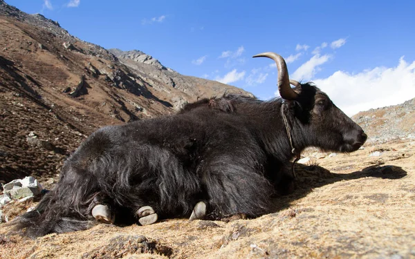 Black Yak Bos Grunniens Bos Mutus Way Everest Base Camp — Stock Photo, Image