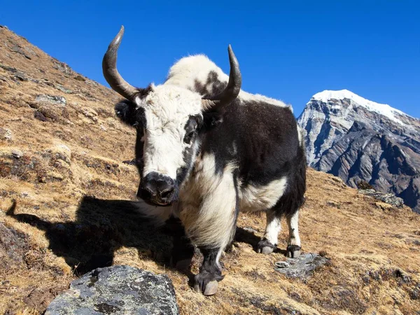 Black White Yak Bos Grunniens Bos Mutus Way Everest Base — Stock Photo, Image