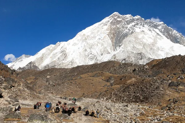 Karawane Von Yaks Auf Dem Weg Zum Everest Base Camp — Stockfoto