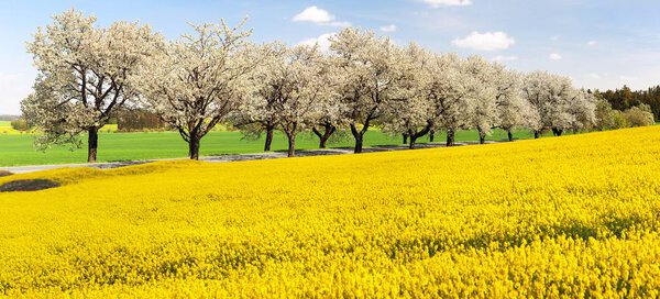 rapeseed canola or colza field and alley of flowering cherry trees with beautiful sky Brassica Napus rape seed is plant for green energy and oil industry - spring time view