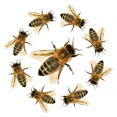 beyaz arka planda izole arı veya bal arısı