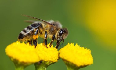 bee or honeybee pollinated yellow flower clipart
