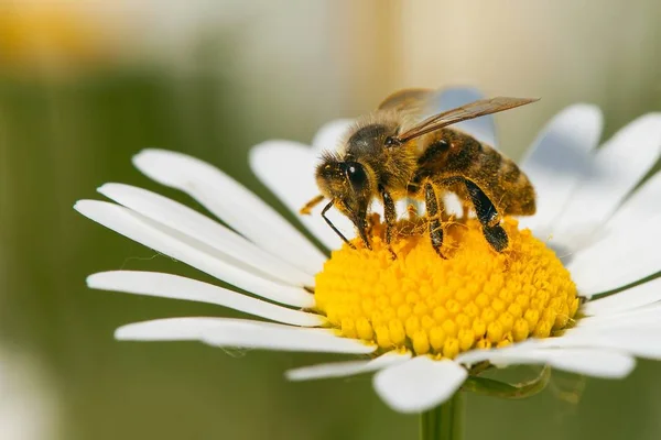 Abeille ou abeille domestique sur fleur blanche de marguerite commune — Photo