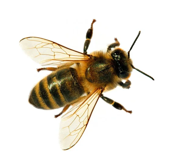 Pszczoły lub pszczoły miodne izolowane na białym — Zdjęcie stockowe