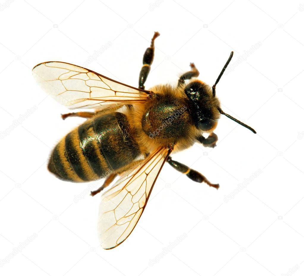 bee or honeybee or honey bee isolated on the white