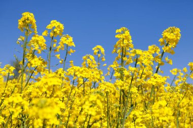 latin Brassica Napus kolza kanola veya colza alan
