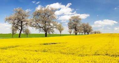 kolza tohumu, kanola veya colza alan brassica napus
