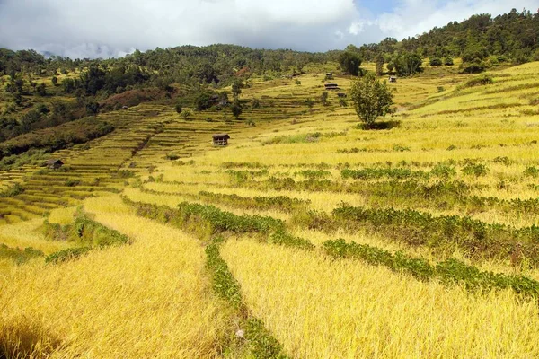 Террасы риса или рисовых полей в Гималаях Непала — стоковое фото