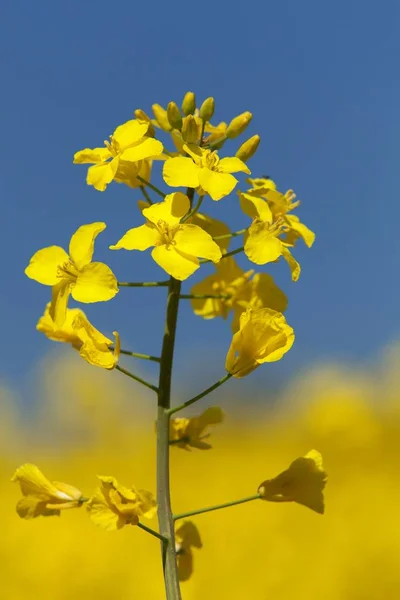 Canola de colza ou campo de colza em latim Brassica Napus — Fotografia de Stock