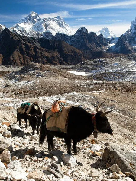 Husvagn av Yaks i Renjo La pass nära Mount Everest — Stockfoto