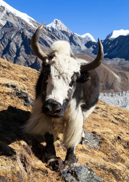 前往珠穆朗玛峰大本营途中的黑白野牛 — 图库照片