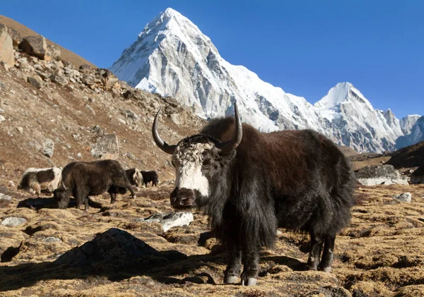 Yak noir sur le chemin de l'Everest et le mont Pumo ri — Photo
