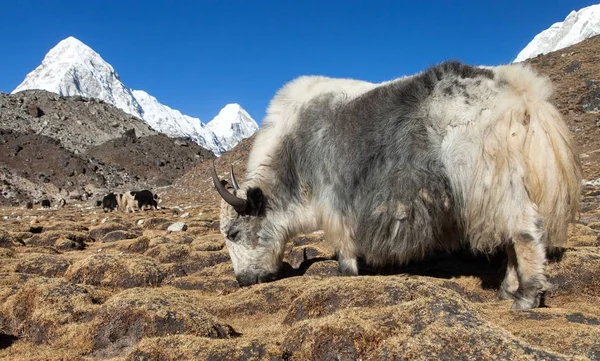 Yak en route vers le camp de base de l'Everest et le mont Pumo ri — Photo