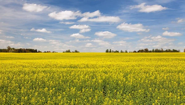 Rapeseed, canola or colza field — Stock Photo, Image