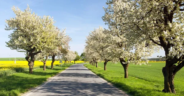 Cherry trees Alley av vackra blommande träd — Stockfoto