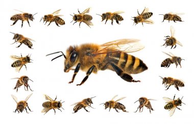 beyaz arka planda izole arı veya bal arısı