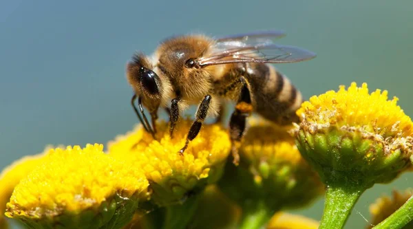 Bee of honingbij bestuikte gele bloem — Stockfoto