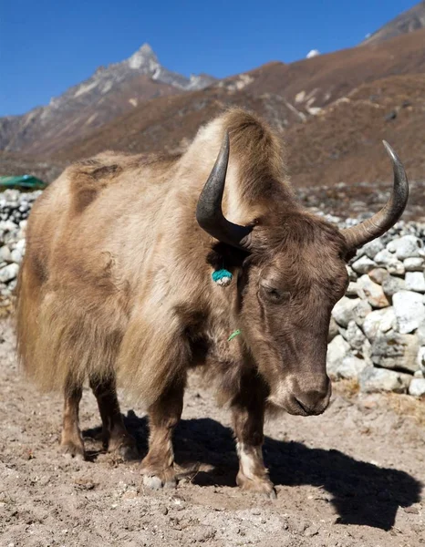 Brown Yak on the way to Everest base camp — Stock Photo, Image
