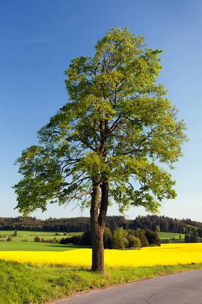 Lime tree and rapeseed canola or colza field — Stock Photo, Image