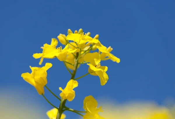 Řepné kanyoly nebo kolza pole v latince Brassica napus — Stock fotografie