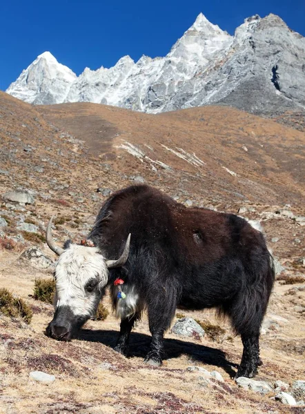 Svart och vit Jak på väg till Everest Base Camp — Stockfoto