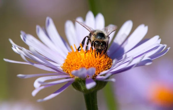 Bee or honeybee sitting on flower — Stock Photo, Image