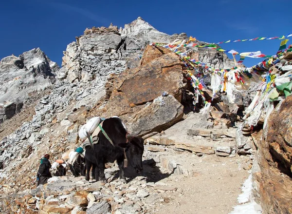 Caravan of yaks in Renjo La Pass near Mount Everest