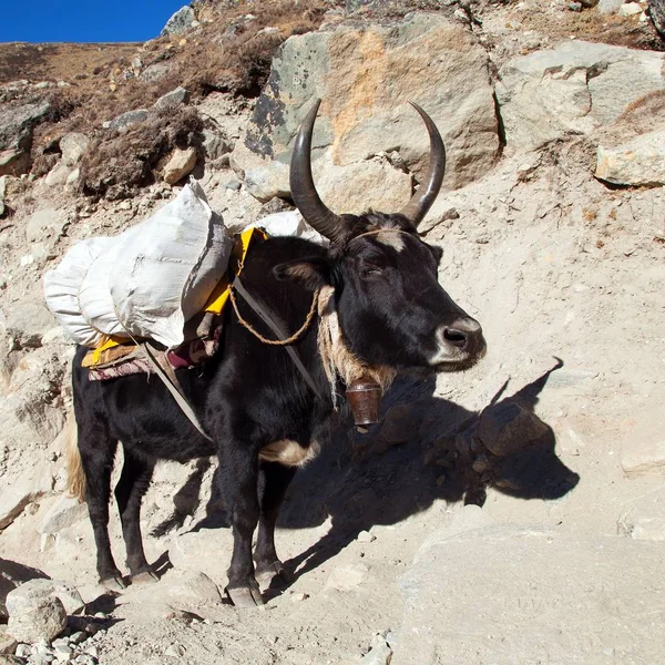 Svart yak på väg till Everest basläger - Nepal — Stockfoto