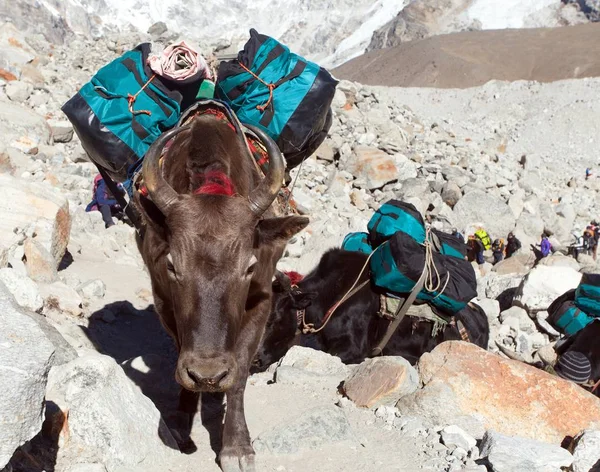 Husvagn av Yaks med varor-Nepal Himalaya Mountains — Stockfoto