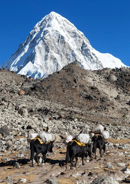 Karawane von Yaks auf dem Berg Pumo ri Nepal im Himalaya — Stockfoto