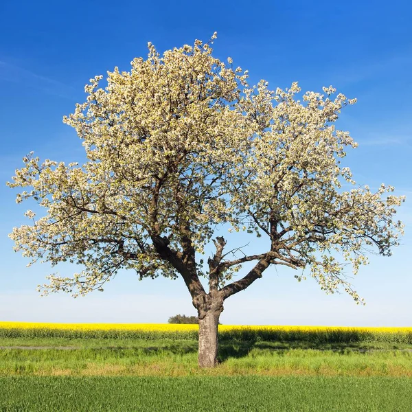 Callejón de cerezos de hermoso árbol floreciente — Foto de Stock