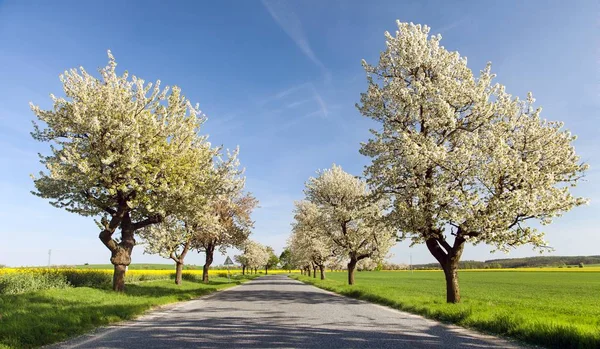 Güzel çiçekli ağacın Kiraz ağaçları sokak — Stok fotoğraf