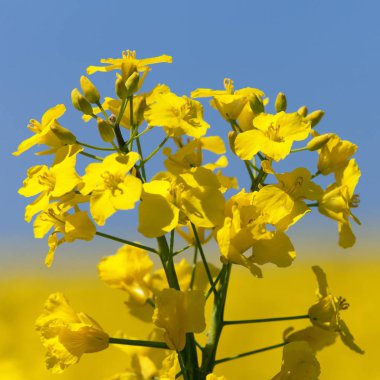 latin Brassica Napus kolza kanola veya colza alan