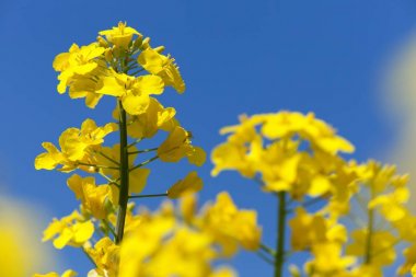 latin Brassica Napus kolza kanola veya colza alan