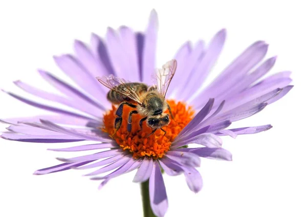 Bee eller honungsbiet på blomma isolerad på vit bakgrund — Stockfoto