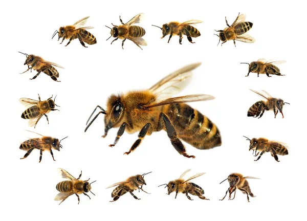 Včela nebo včelka, izolovaná na bílém pozadí — Stock fotografie