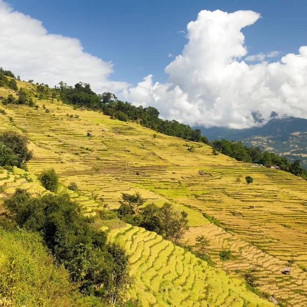 Terraces of rice or paddy fields in Nepal Himalayas — Stock Photo, Image