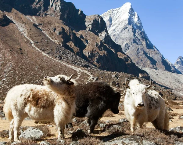Три якс, Непал гори Гімалаї — стокове фото