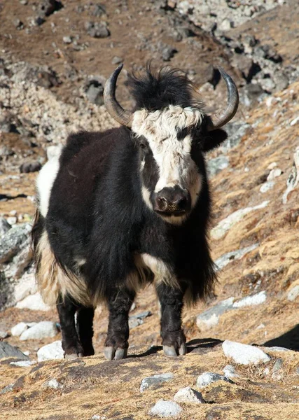 Black and white yak on the way to Everest base camp — Stock Photo, Image