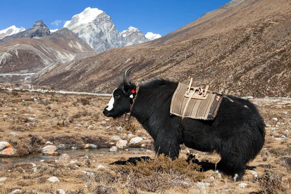 Svart yak på väg till Everest basläger - Nepal — Stockfoto