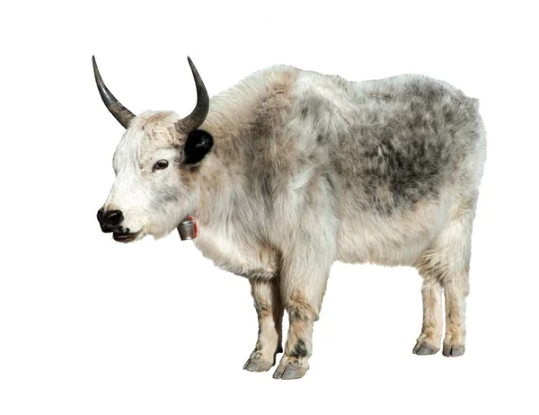 Grey yak isolated on white background — Stock Photo, Image